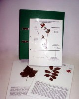 Гербарий к курсу основ общей биологии (20 листов, ламинированный) - fgospostavki.ru - Киров