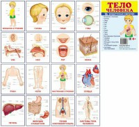 Раздаточные карточки "Тело человека" - fgospostavki.ru - Киров