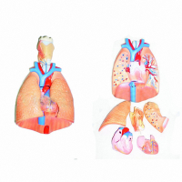 Модель "Система органов дыхания" - fgospostavki.ru - Киров