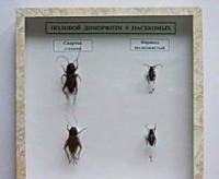 Коллекция энтомологическая "Половой диморфизм" - fgospostavki.ru - Киров