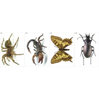 Модель-аппликация Многообразие беспозвоночных - fgospostavki.ru - Киров