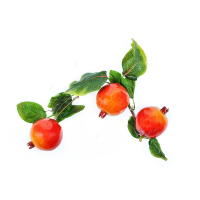 Ветка муляжей "Гранат" - fgospostavki.ru - Киров