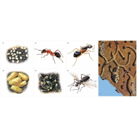 Модель-аппликация Муравьи. Устройство муравейника - fgospostavki.ru - Киров