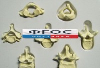 Модель "Позвонки" (из 7 штук) - fgospostavki.ru - Киров