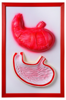 Барельефная модель "Желудок" - fgospostavki.ru - Киров