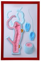 Барельефная модель "Строение гидры" - fgospostavki.ru - Киров