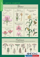 Комплект таблиц. Биология 6 класс. Растения, грибы, лишайники - fgospostavki.ru - Киров