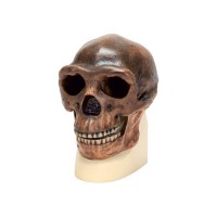 Модель черепа синантропа - fgospostavki.ru - Киров
