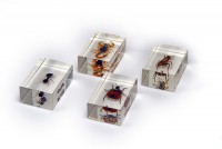 Комплект микропрепаратов для стереомикроскопа - fgospostavki.ru - Киров