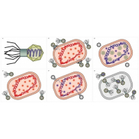 Модель-аппликация Жизненный цикл вируса	 - fgospostavki.ru - Киров