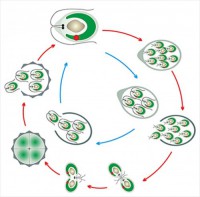 Модель-аппликация Размножение одноклеточной водоросли - fgospostavki.ru - Киров