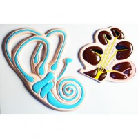 Модель барельефная "Ухо человека". Вариант 2 - fgospostavki.ru - Киров