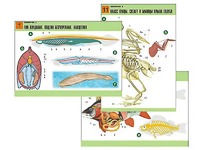 Комплект таблиц по биологии демонстрационных "Зоология 2" (16 таблиц, формат А1, ламинированные) - fgospostavki.ru - Киров