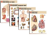 Комплект таблиц по биологии демонстрационных "Человек и его здоровье 1" (20 таблиц, формат А1, ламинированные) - fgospostavki.ru - Киров
