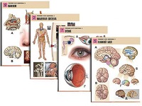 Комплект таблиц по биологии демонстрационных "Человек и его здоровье 2" (10 таблиц, формат А1, ламинированные) - fgospostavki.ru - Киров