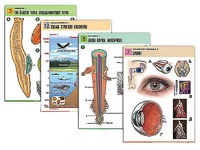 Комплект таблиц по всему курсу биологии (120 штук, формат А1, полноцветные, ламинированные) - fgospostavki.ru - Киров