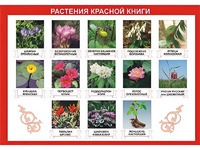 Таблица демонстрационная "Растения Красной книги" (винил 100*140) - fgospostavki.ru - Киров