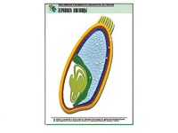 Рельефная таблица "Зерновка пшеницы" (формат А1, матовое ламинирование) - fgospostavki.ru - Киров