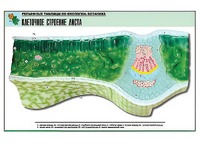 Рельефная таблица "Клеточное строение листа" (формат А1, матовое ламинирование) - fgospostavki.ru - Киров