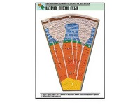 Рельефная таблица "Клеточное строение стебля" (формат А1, матовое ламинирование) - fgospostavki.ru - Киров