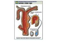 Рельефная таблица "Внутреннее строение гидры" - fgospostavki.ru - Киров