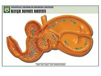Рельефная таблица "Желудок жвачного животного" (формат А1, матовое ламинирование) - fgospostavki.ru - Киров