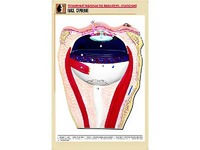 Рельефная таблица "Глаз. Строение" (формат А1, матовое ламинирование) - fgospostavki.ru - Киров
