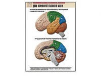 Рельефная таблица "Доли полушарий головного мозга" (формат А1, матовое ламинирование) - fgospostavki.ru - Киров