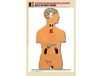 Рельефная таблица "Железы внутренней секреции" (формат А1, матовое ламинирование) - fgospostavki.ru - Киров