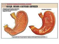 Рельефная таблица "Желудок. Внешняя и внутренняя поверхности" (формат А1, матовое ламинирование) - fgospostavki.ru - Киров