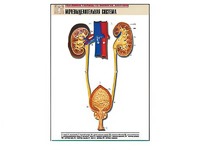 Рельефная таблица "Мочевыделительная система" (формат А1, матовое ламинирование) - fgospostavki.ru - Киров