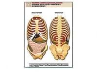 Рельефная таблица "Расположение органов грудной и брюшной полостей по отношению к скелету"(формат А1, ламинированная) - fgospostavki.ru - Киров