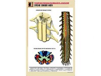 Рельефная таблица "Строение спинного мозга " (формат А1, матовое ламинирование) - fgospostavki.ru - Киров