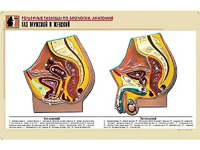 Рельефная таблица "Таз мужской и женский" (формат А1, матовое ламинирование) - fgospostavki.ru - Киров
