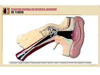 Рельефная таблица "Ухо человека" (формат А1, матовое ламинирование) - fgospostavki.ru - Киров