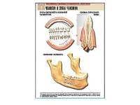 Рельефная таблица "Челюсти и зубы человека" (формат А1, матовое ламинирование) - fgospostavki.ru - Киров