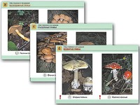 Комплект таблиц раздаточных "Грибы съедобные и несъедобные" (цветные, ламинированные, А4, 8 штук) - fgospostavki.ru - Киров
