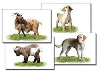 Набор карточек "Домашние животные" (раздаточные) - fgospostavki.ru - Киров