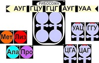 Модель-аппликация "Биосинтез белка" (ламинированная) - fgospostavki.ru - Киров