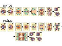 Модель-аппликация "Деление клетки. Митоз и мейоз" (ламинированная) - fgospostavki.ru - Киров