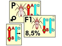 Модель-аппликация "Перекрест хромосом" (ламинированная) - fgospostavki.ru - Киров