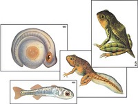 Модель-аппликация "Развитие костной рыбы и лягушки" (ламинированная) - fgospostavki.ru - Киров