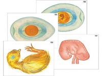 Модель-аппликация "Развитие птицы и млекопитающего (человека)" (ламинированная) - fgospostavki.ru - Киров