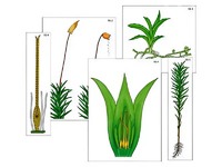 Модель-аппликация "Размножение мха" (ламинированная) - fgospostavki.ru - Киров