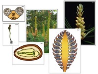 Модель-аппликация "Размножение сосны" (ламинированная) - fgospostavki.ru - Киров