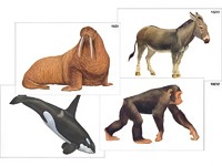 Модель-аппликация "Разнообразие высших хордовых 2. Млекопитающие" (ламинированная) - fgospostavki.ru - Киров