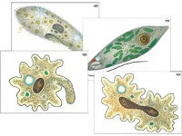 Модель-аппликация "Строение и разнообразие простейших" (ламинированная) - fgospostavki.ru - Киров