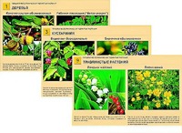 Гербарий фотографический "Ядовитые растения" - fgospostavki.ru - Киров