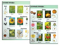 Коллекция "Семена и плоды" - fgospostavki.ru - Киров