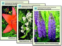 Гербарий фотографический "Основные группы растений" - fgospostavki.ru - Киров